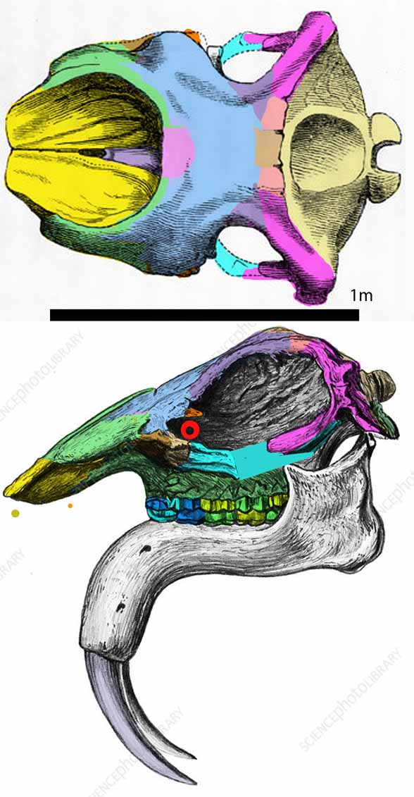 Deinotherium giganteum skull