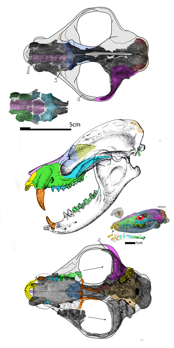 Deltatherium skull in 3 views