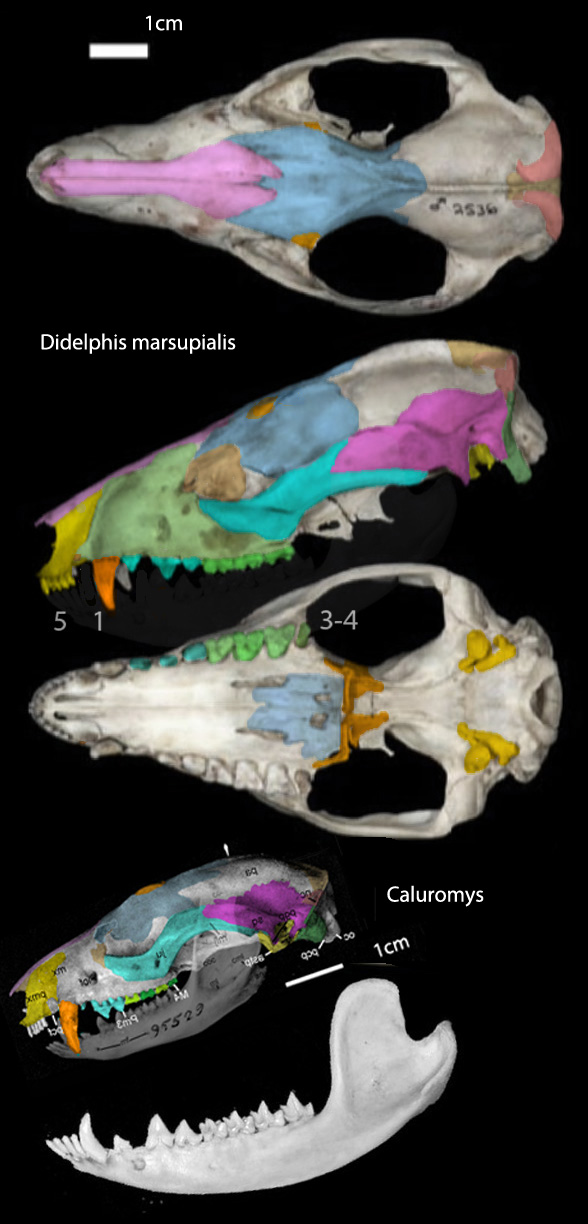 Dielphis marsupialis
