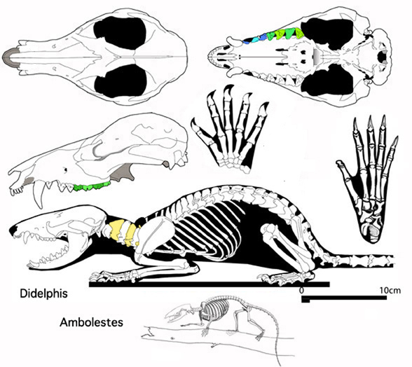 Didelphis