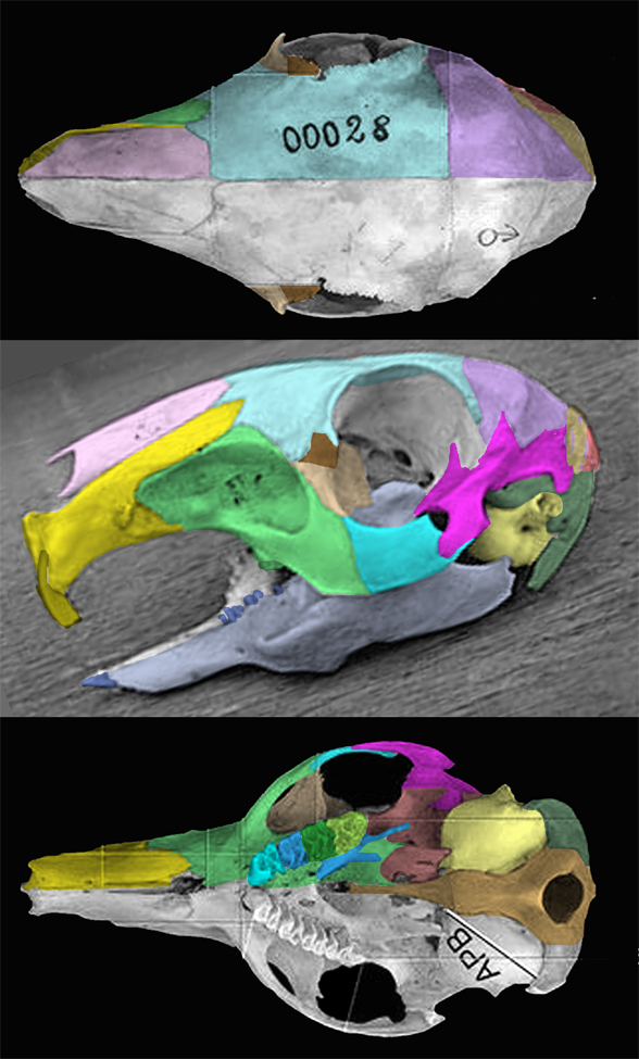 Dolichotis skull