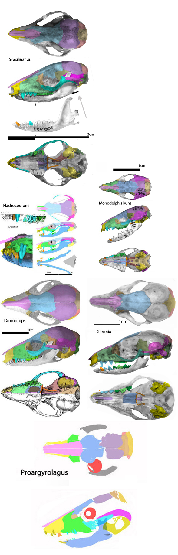 Dromiciops skull