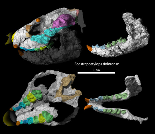 Eoastrapostylops skull