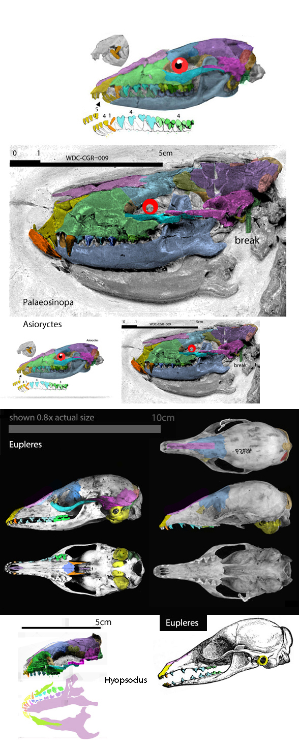 Eupleres skull
