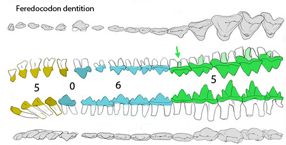 Feredocodon dentition