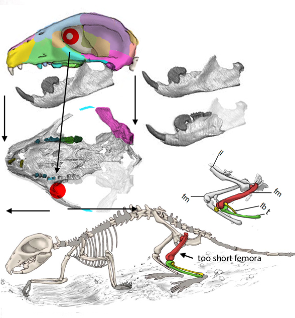 Filikomys primaevus