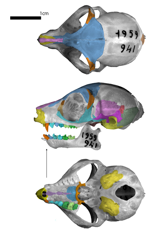 Galago skull