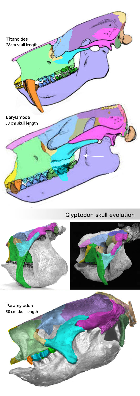 Glyptodon skull