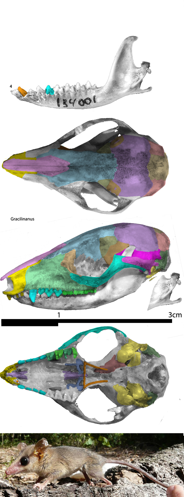 Gracilinanus skull and in vivo