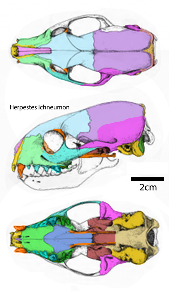 Herpestes diagram skull