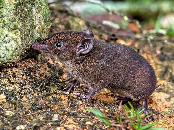 Hylomys in vivo