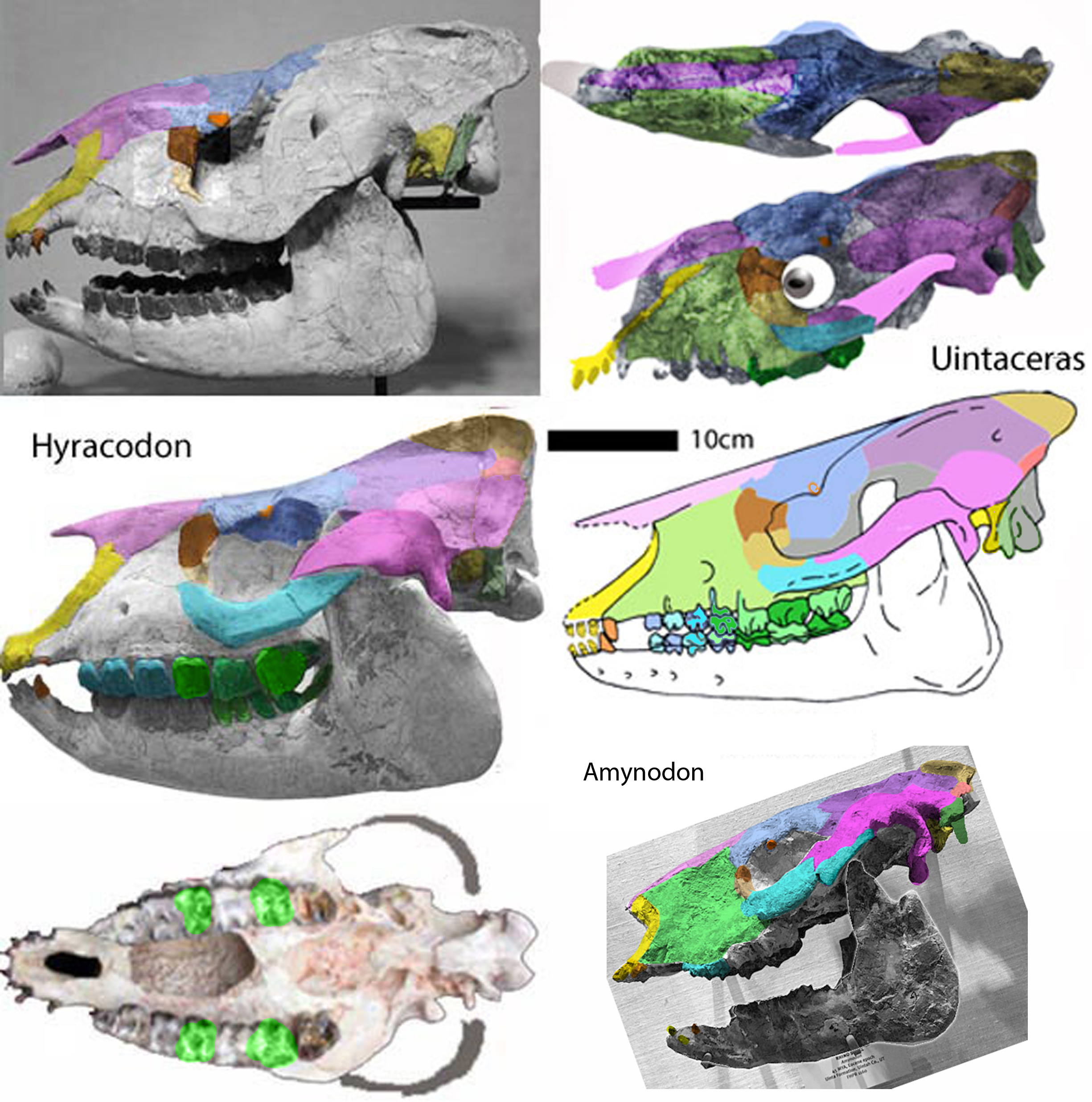 Hyracodon skull