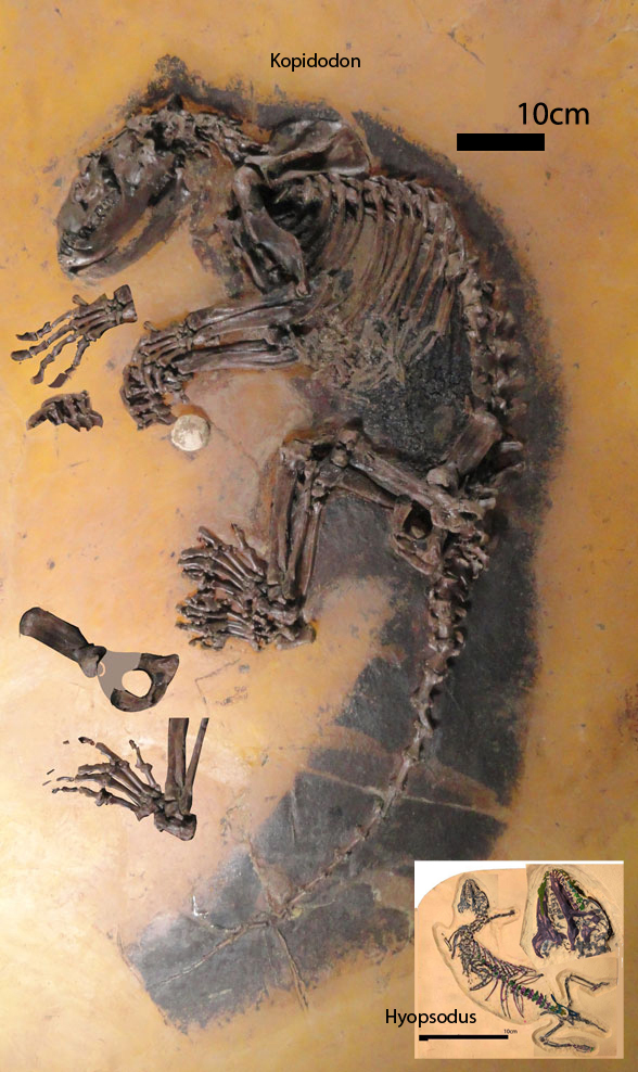Kopidodon in situ