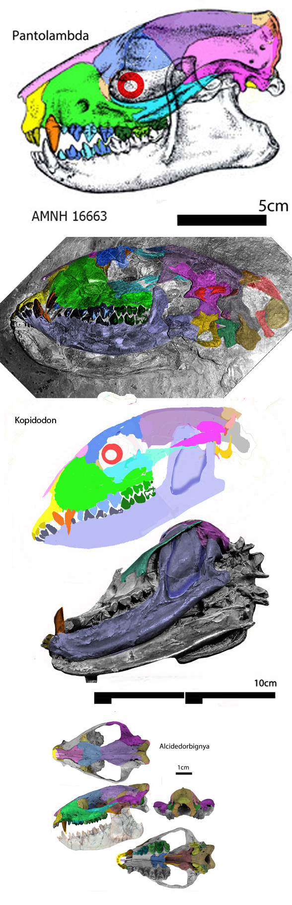Kopidodon skull
