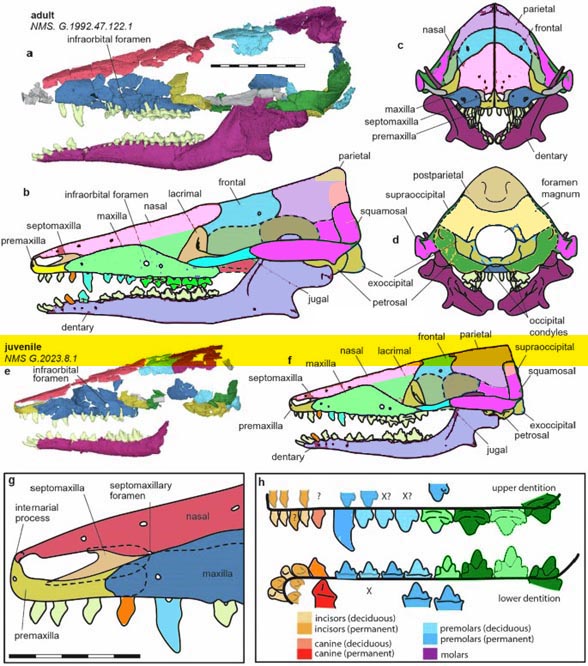 Krusatodon skull
