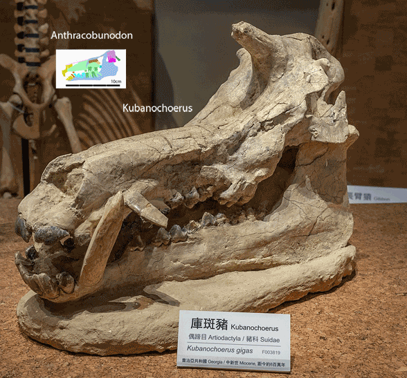 Kubanochoerus gigas skull