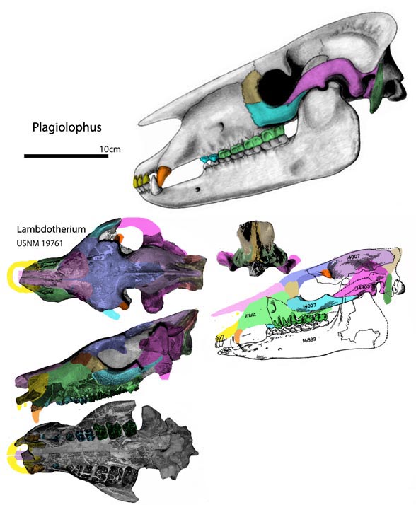 Lambdotherium