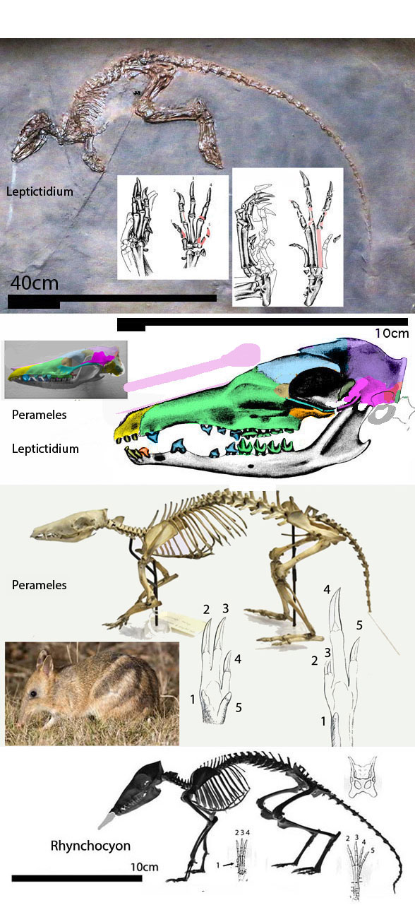Leptictidium