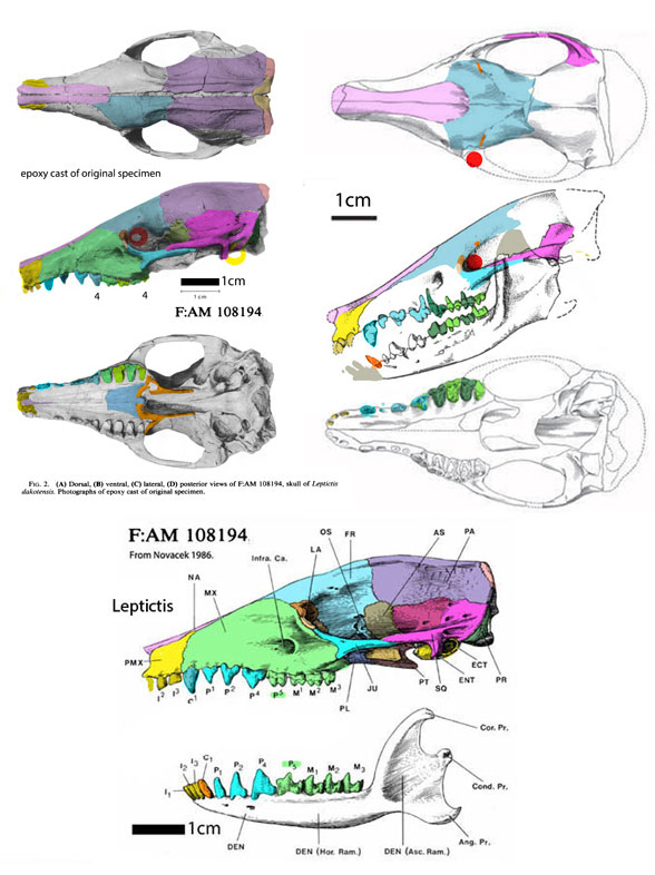 Leptictis skull