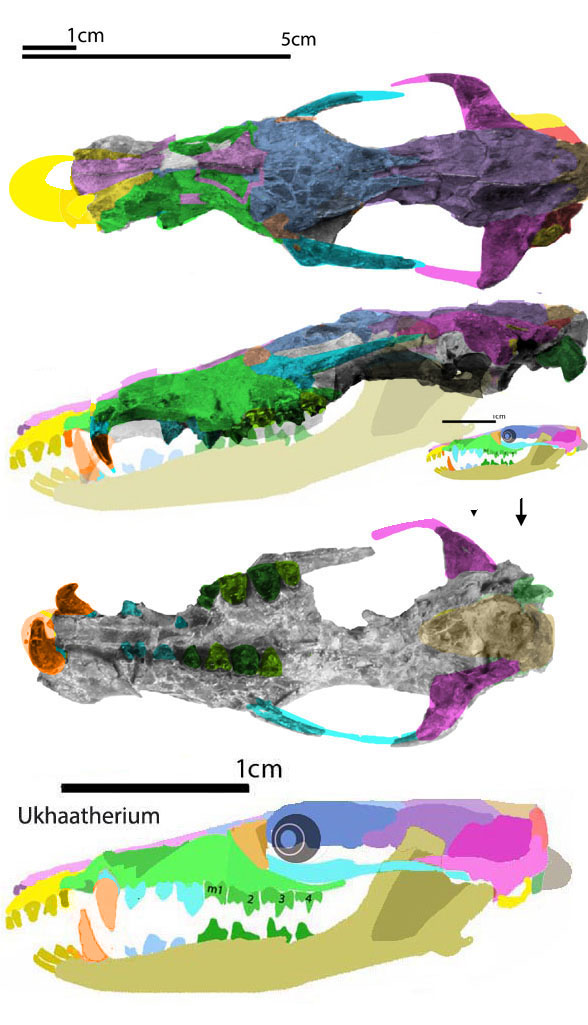 Loxolophus