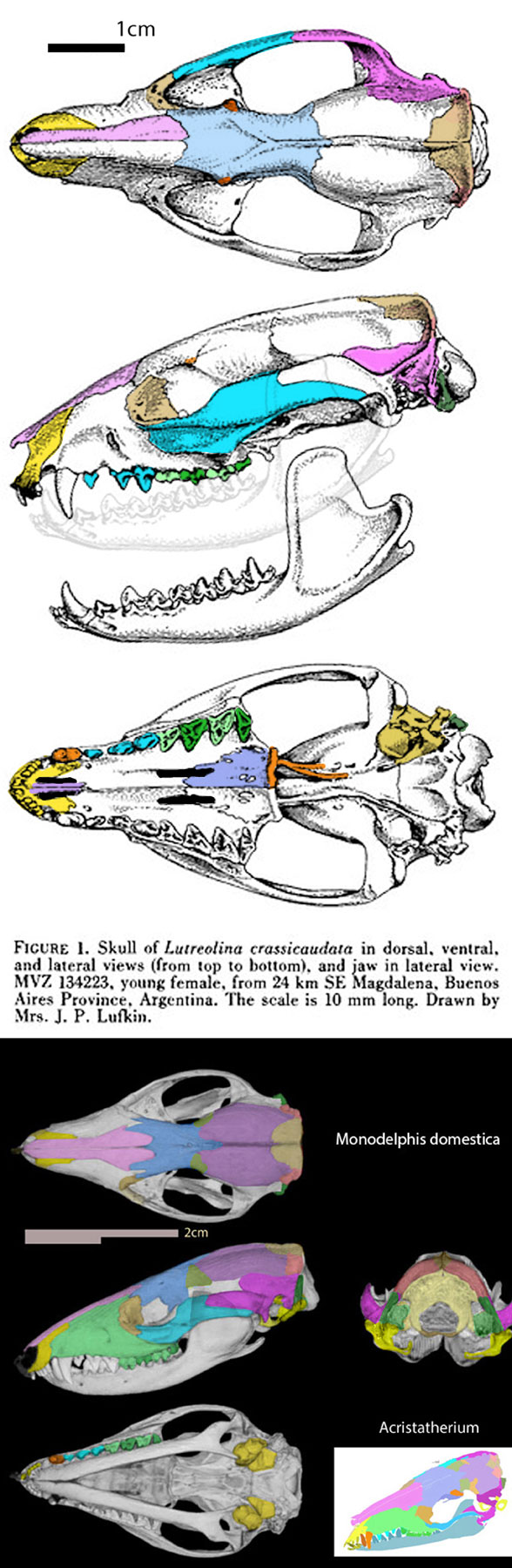 Lutreolina