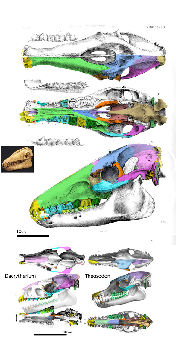 Macrauchenia