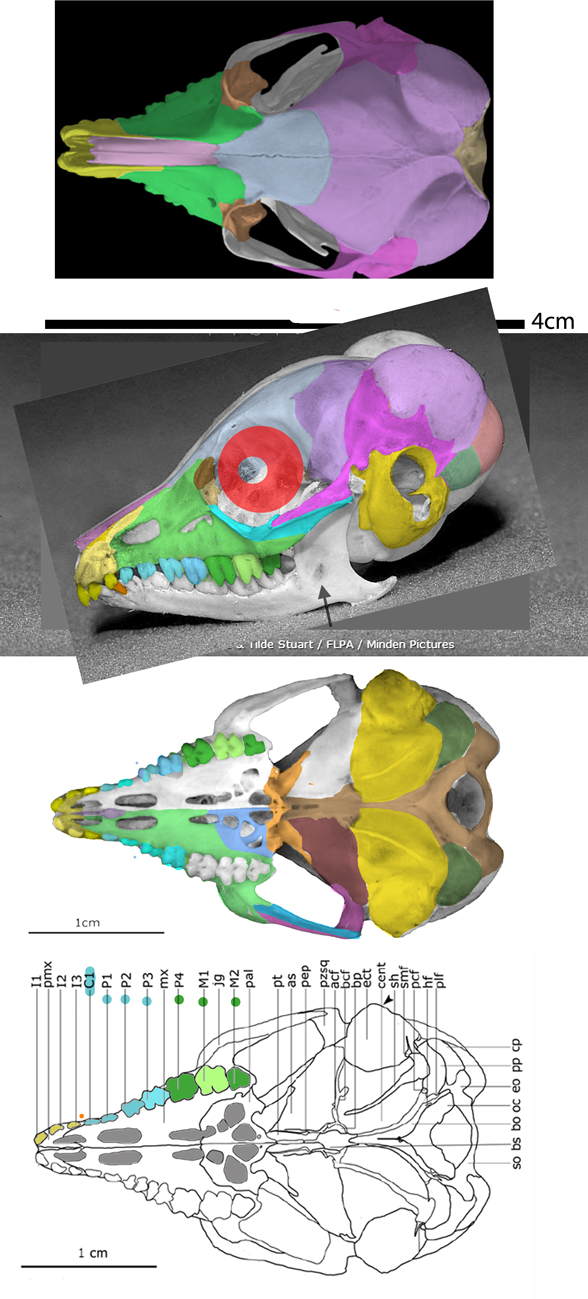 Macroscelides skull