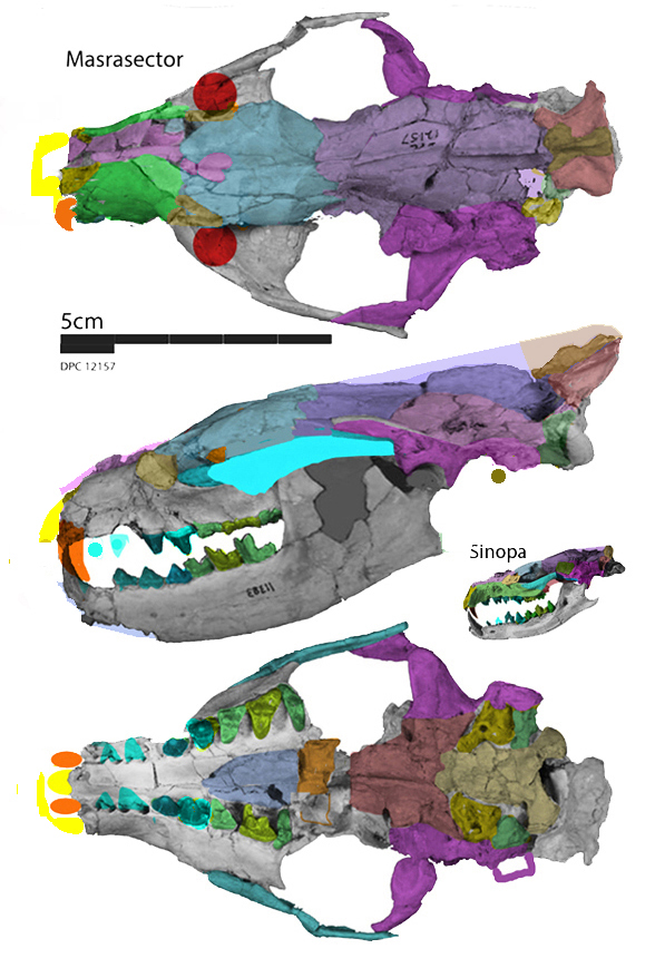 Masrasector nananubis