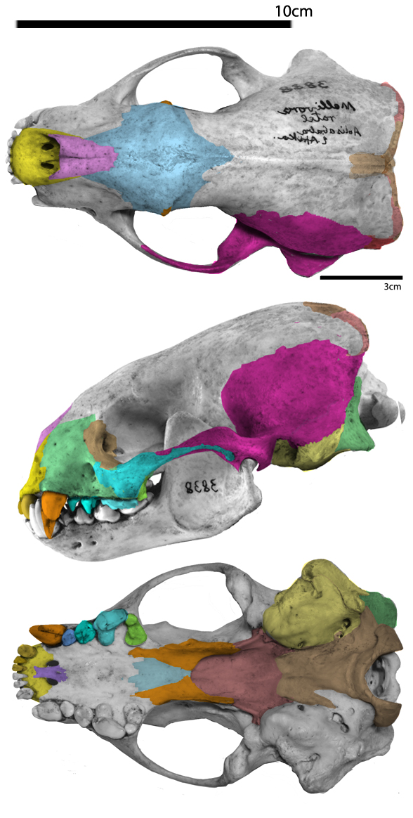 Mellivora skull