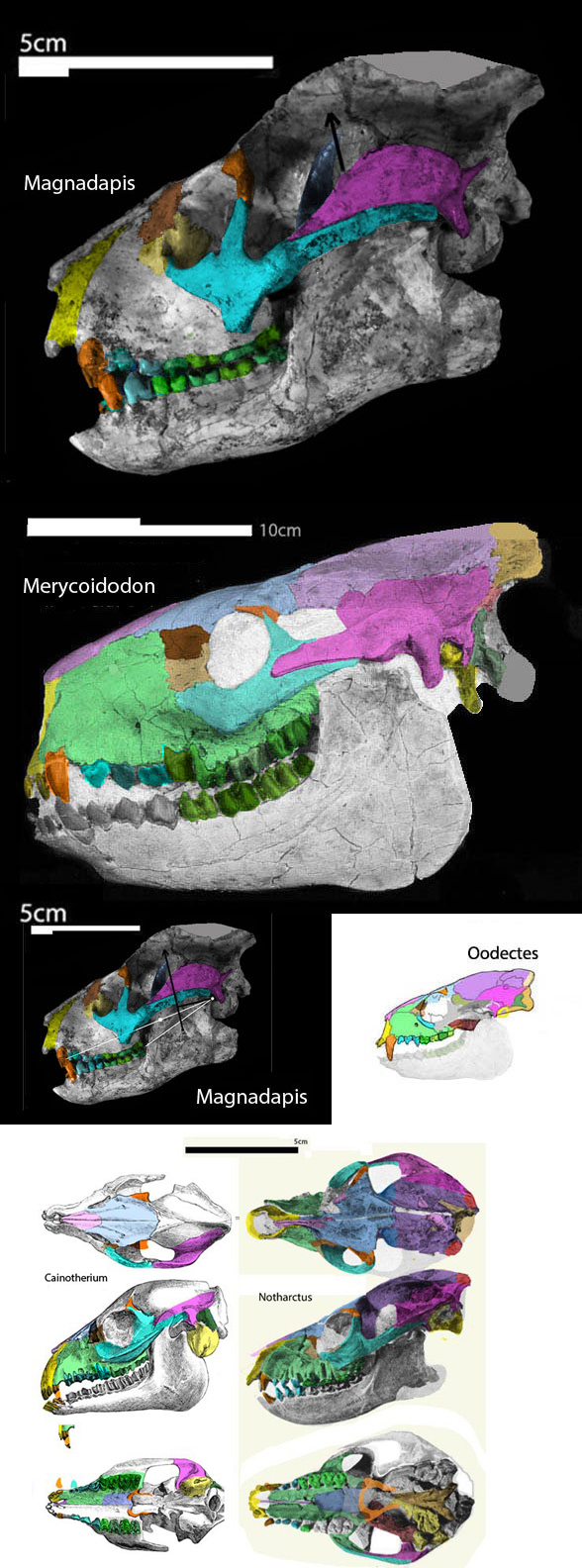 Magnadapis and Merycoidodon 