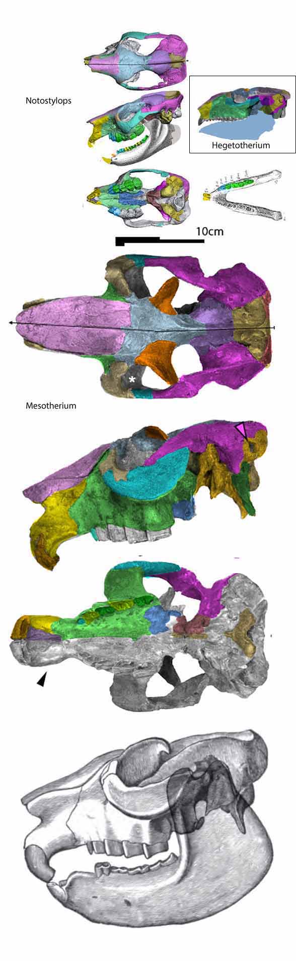 Mesotherium skull