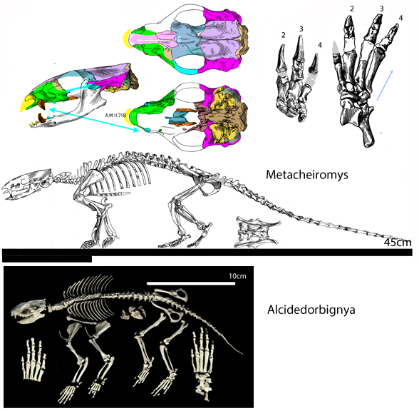 Metacheiromys