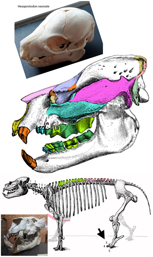 Metamynodon