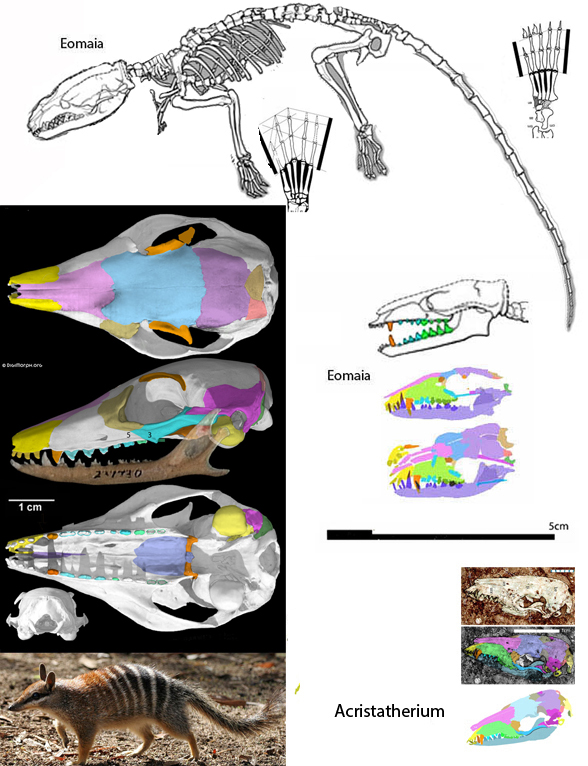 Myrmecobius and Eomaia compared to scale