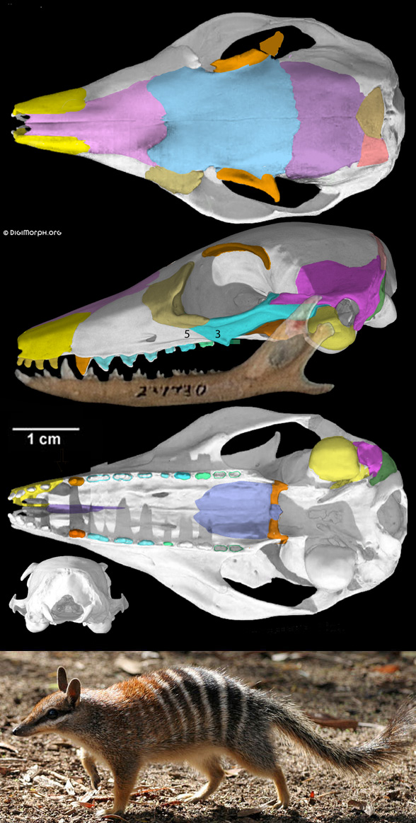 Myremecobius skull