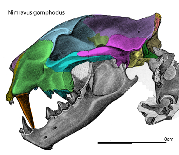 Nimravus skull