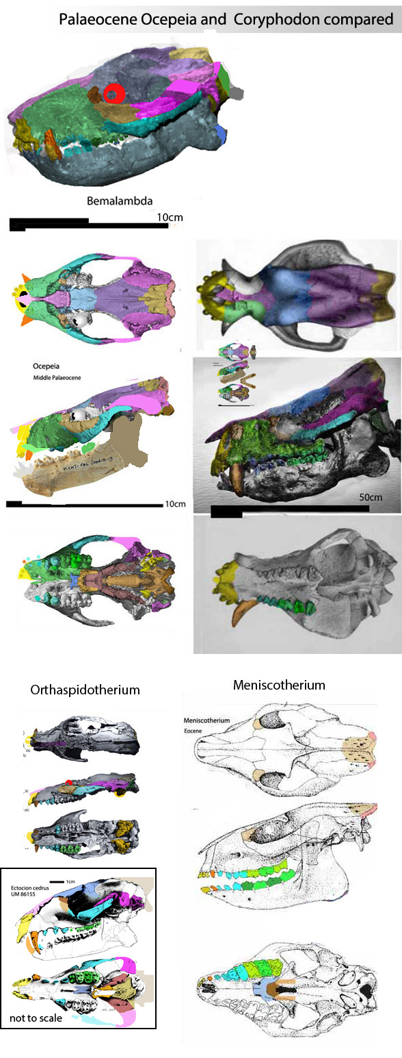 Ocepeia and Coryphodon