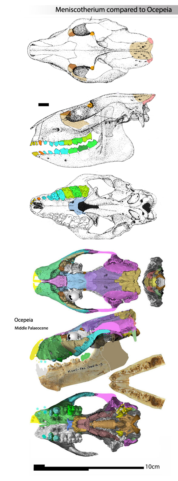 Ocepeia, Meniscotherium and Orthaspidotherium compared