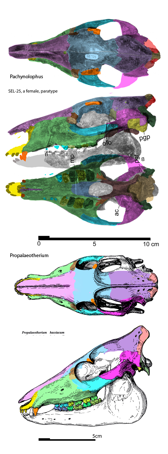 Pachynolophus