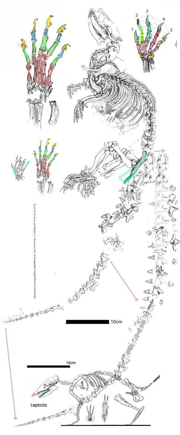 Palaeosinopa in situ