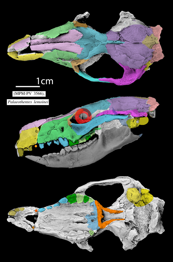 Palaeothentes