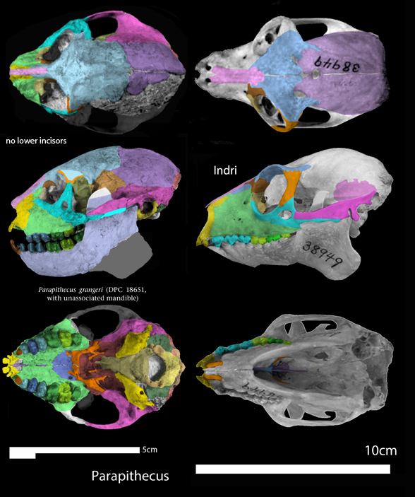 Parapithecus and Aloutta skulls