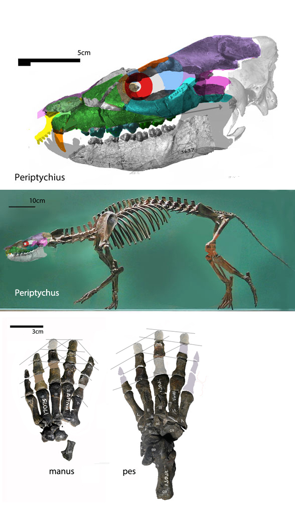 Periptychus skeleton