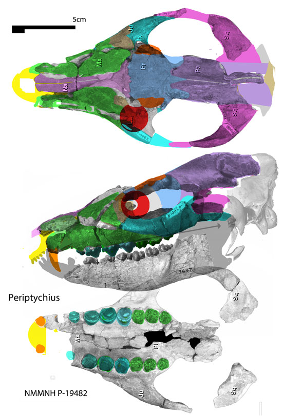 Periptychus skull in 3 views