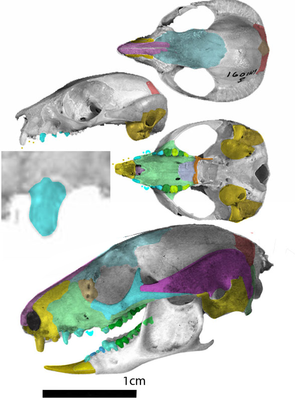 Petaurus skulls