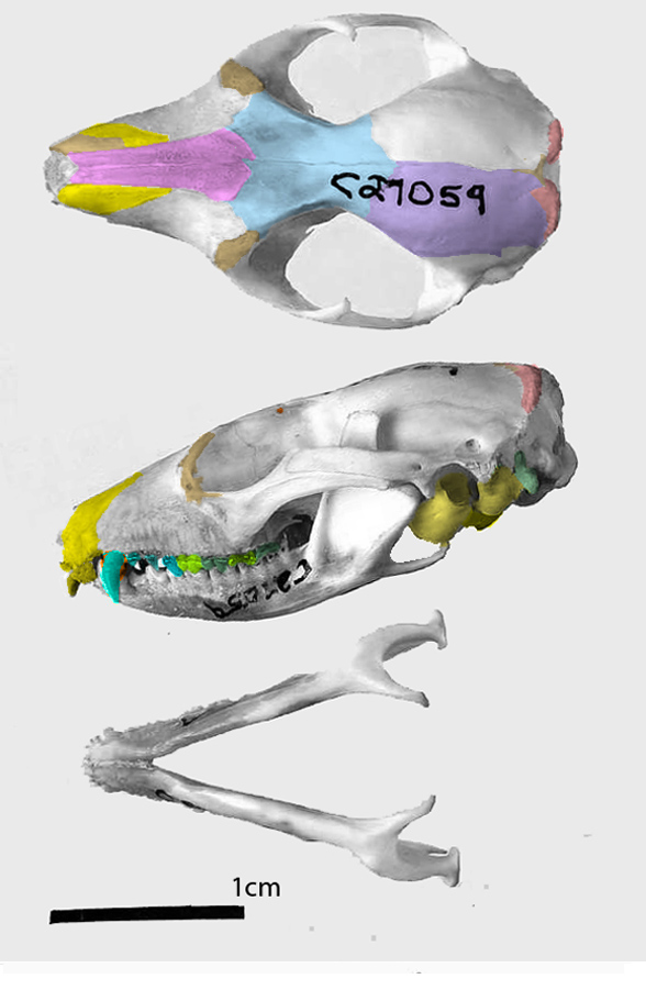 Phascogale skull
