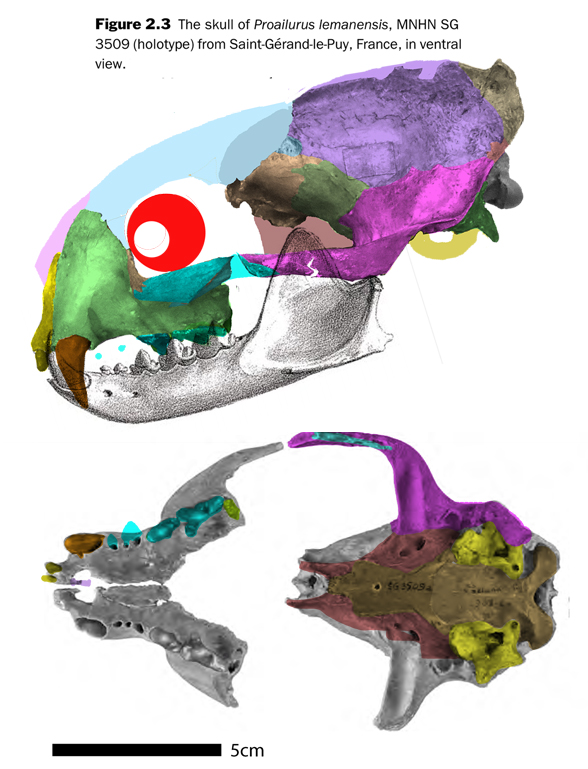 Proailurus