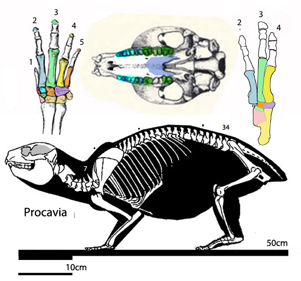 Procavia skeleton
