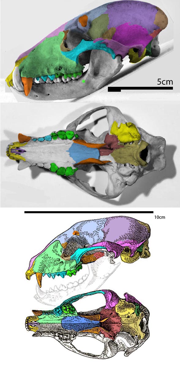 Procyon skull diagram