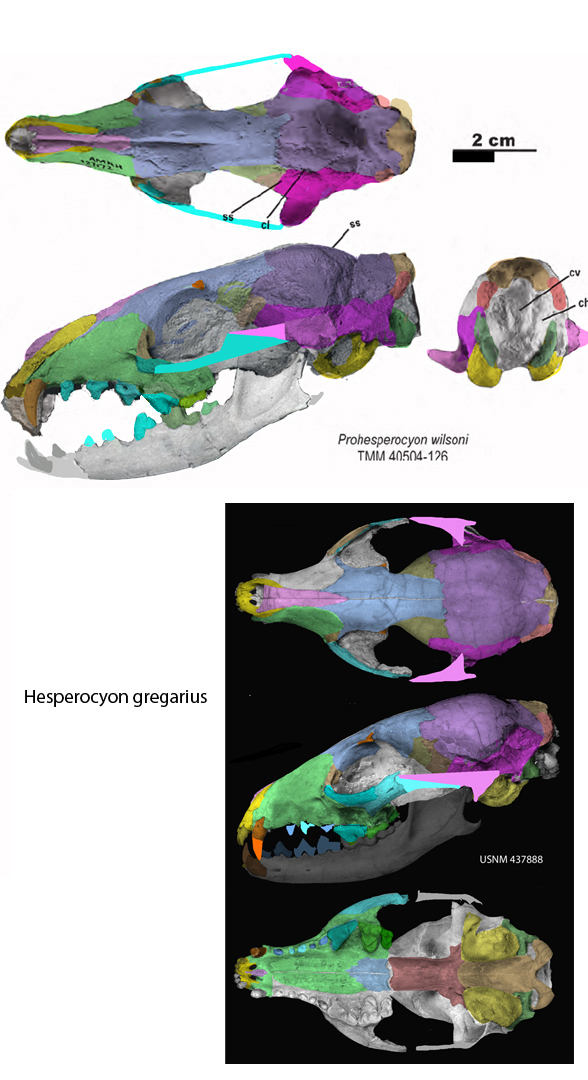 Prohesperocyon